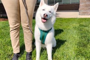 Expert Dog Training