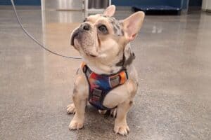 Obedience Training
