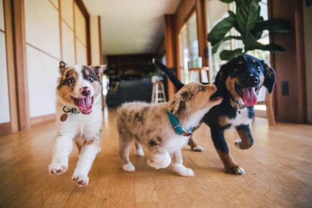Australian Shepherd puppies play in grass