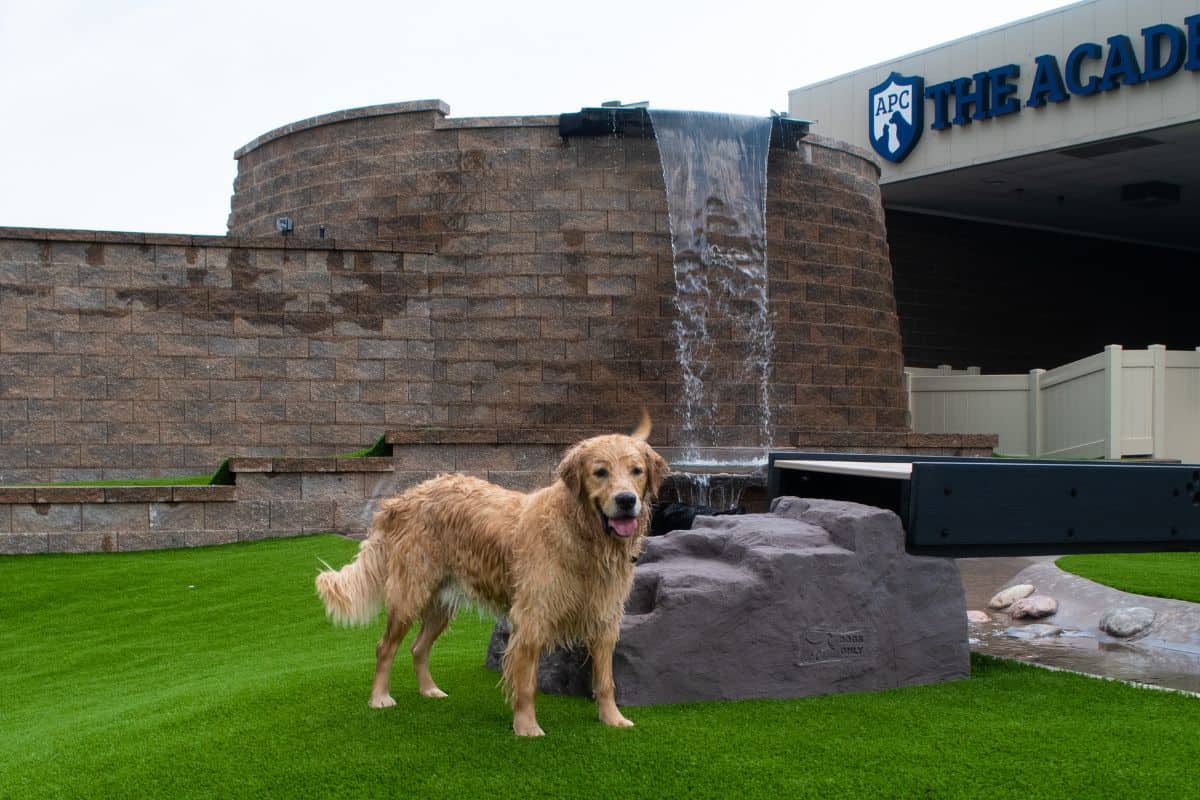St. Charles Dog Daycare Water Park St. Charles Dog Daycare Water Park