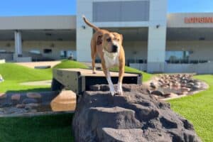 St. Charles Dog Daycare Yards