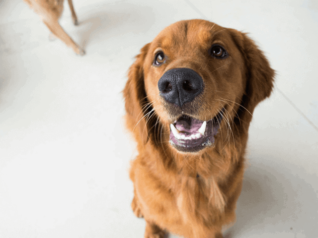 are-dog-daycares-safe-640x480