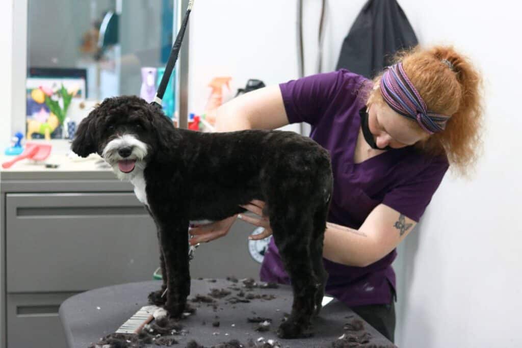 best dog groomers in st charles