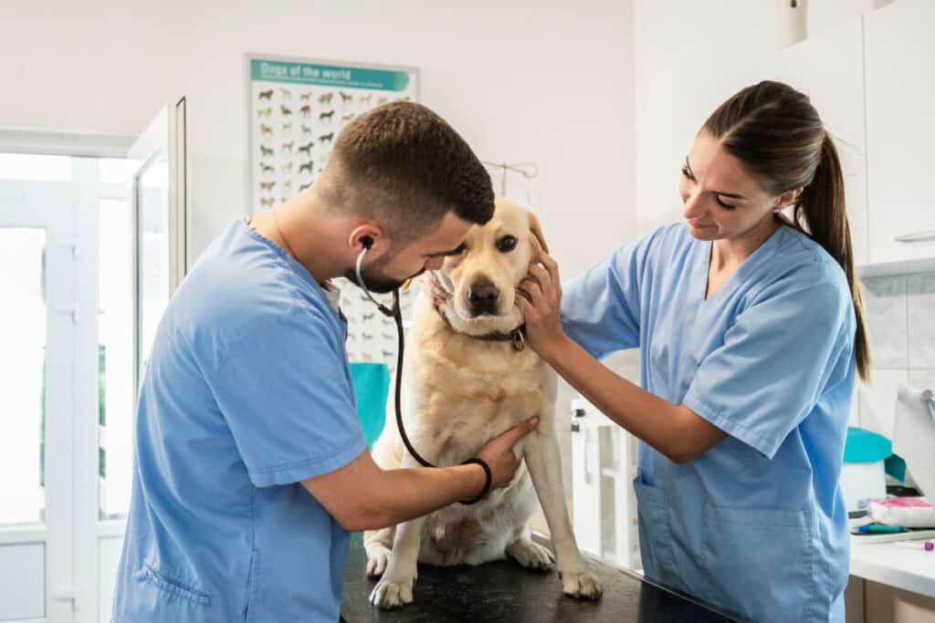 best veterinarians chesterfield mo
