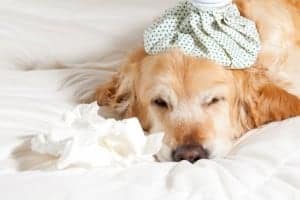 canine-influenza-1