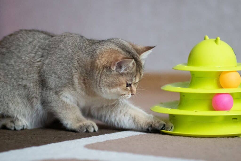 cat boarding with exercise and play