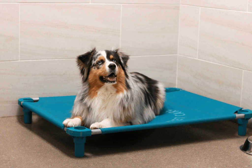 considerations when choosing a pet boarding facility