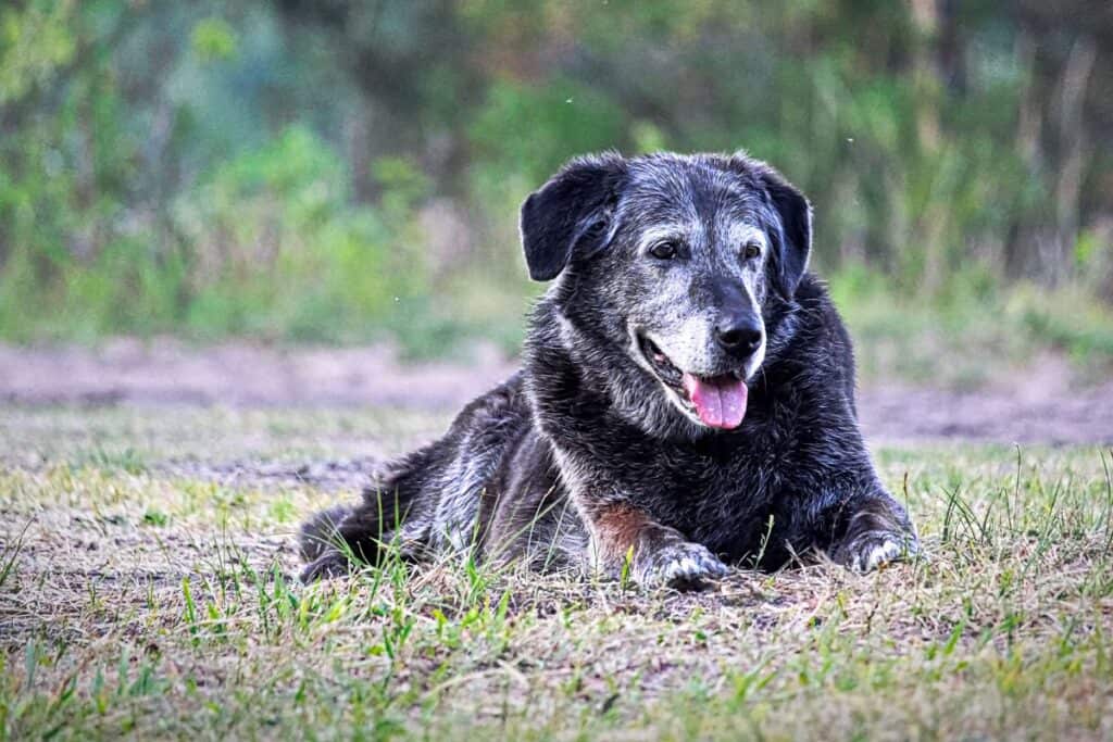daycare for senior dogs in st louis mo