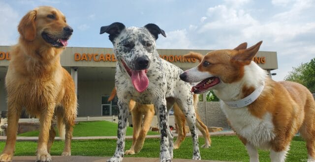 dog-daycare-st-chares-st-louis-at-petropolis-640x330