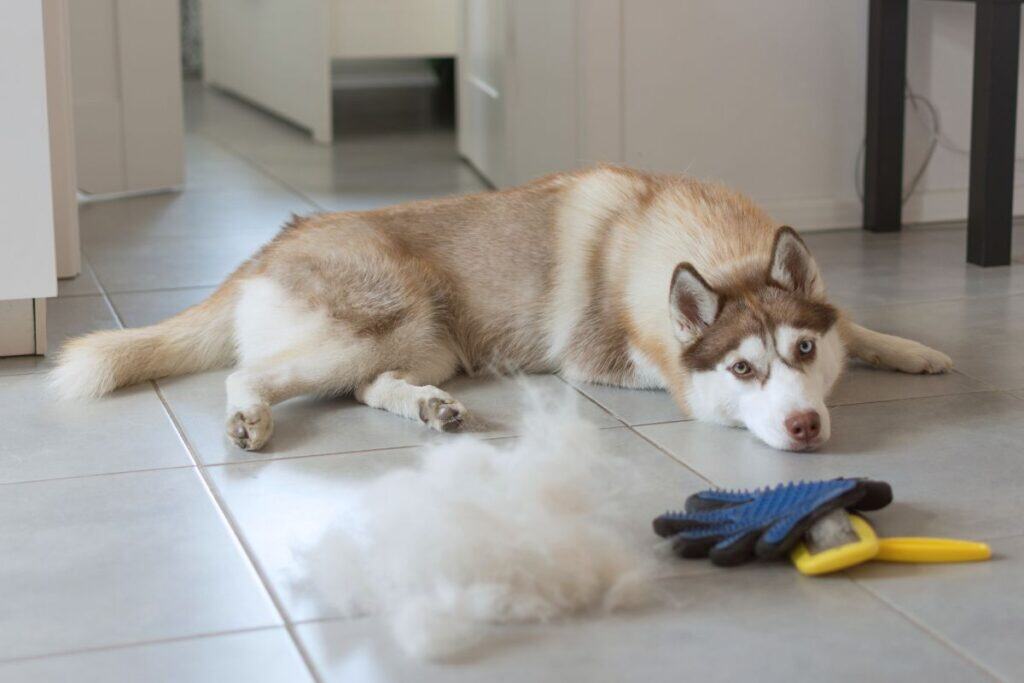 tips for how to reduce dog shedding