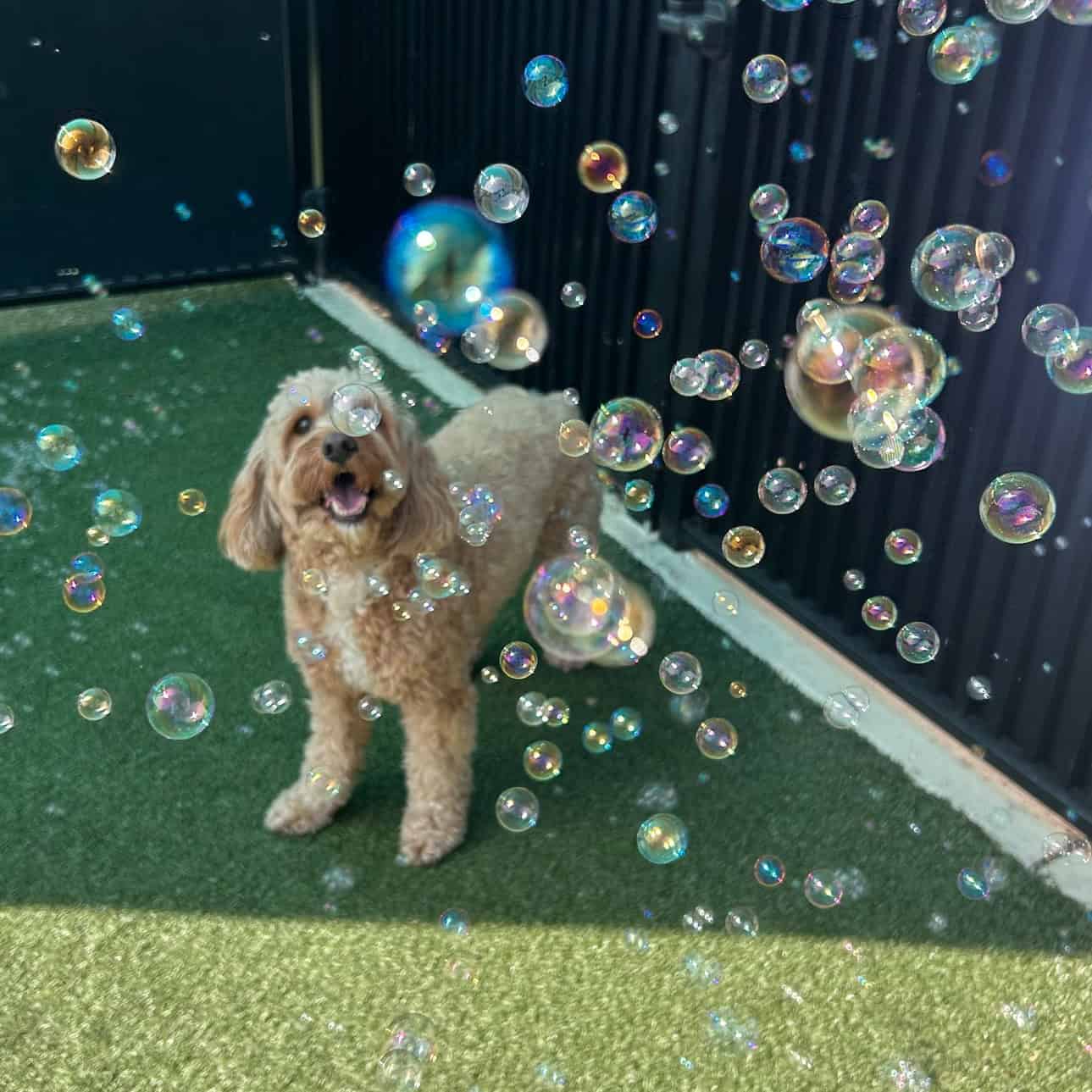 enrichment activities for dog daycare and dog boarding