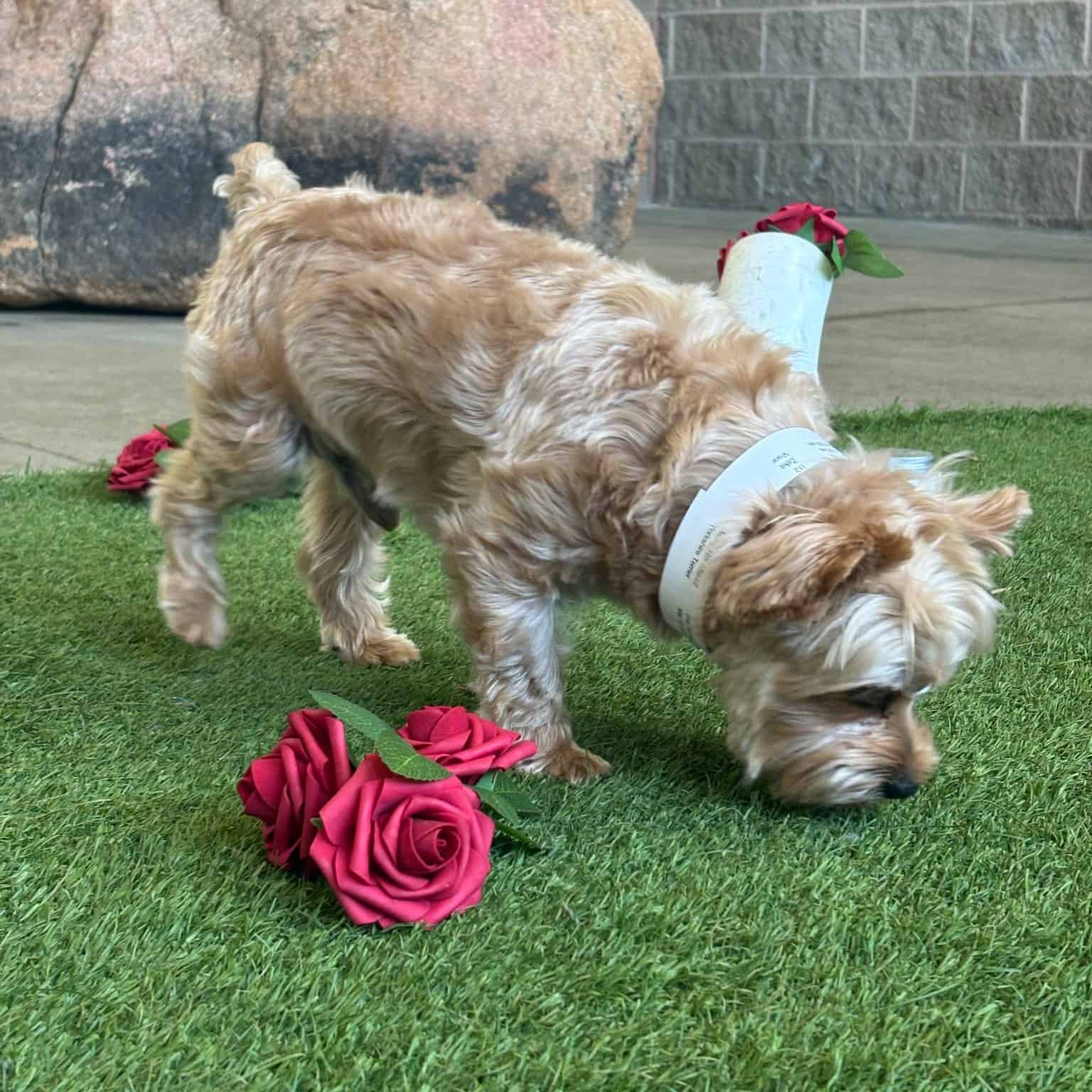 enrichment activities for dog daycare and dog boarding