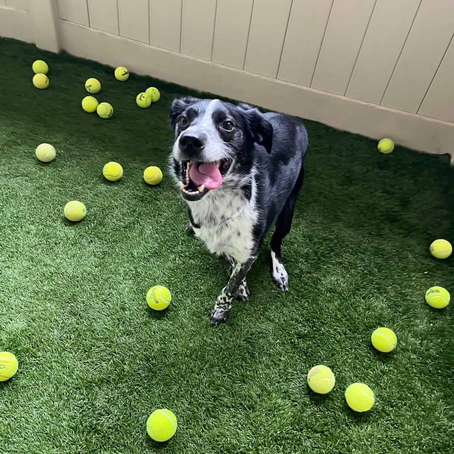 enrichment activities for dog daycare and dog boarding