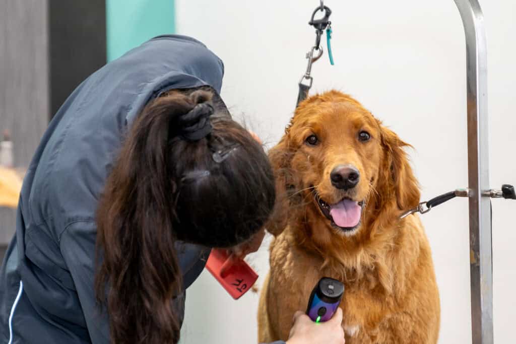 groomer that specializes in anxious dogs