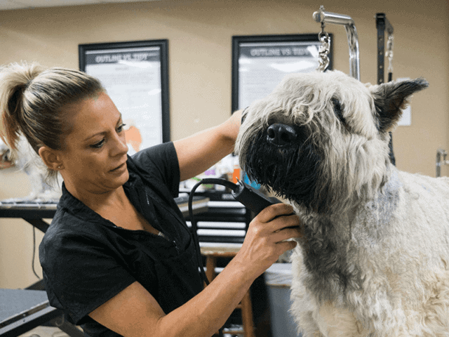 how-often-should-I-get-my-dog-groomed-640x480