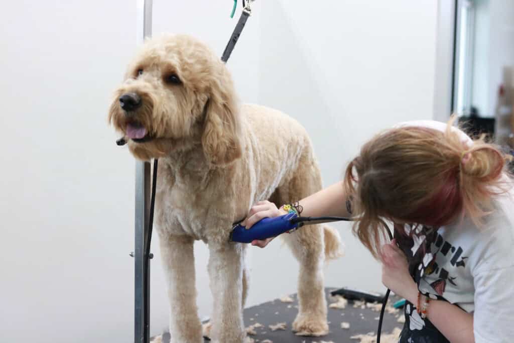 how often should you get your dog groomed