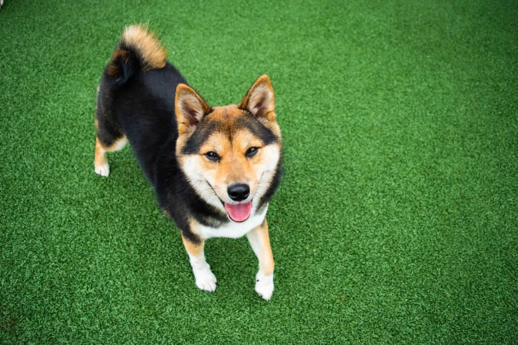 petropolis dog daycare for high energy dogs improves behavior