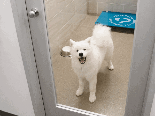 is-dog-boarding-safe-640x480