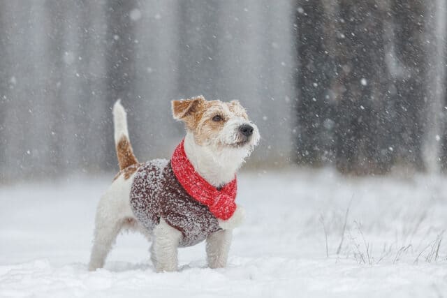 How to Keep Pets Safe in Cold Winter Weather – Outdoor and Indoor Dogs