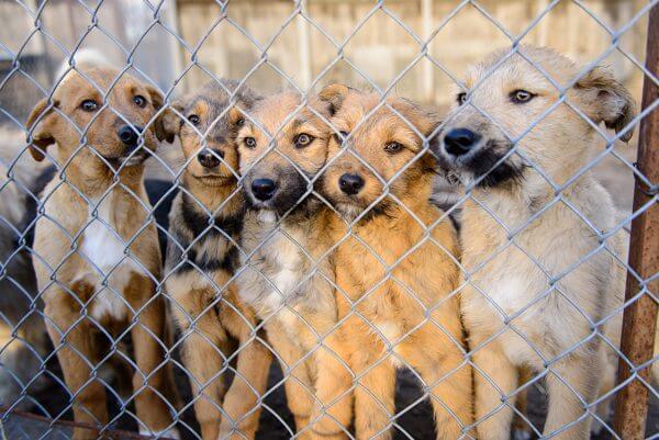 Before You Rehome Your Pet, Give Them Time to Adjust