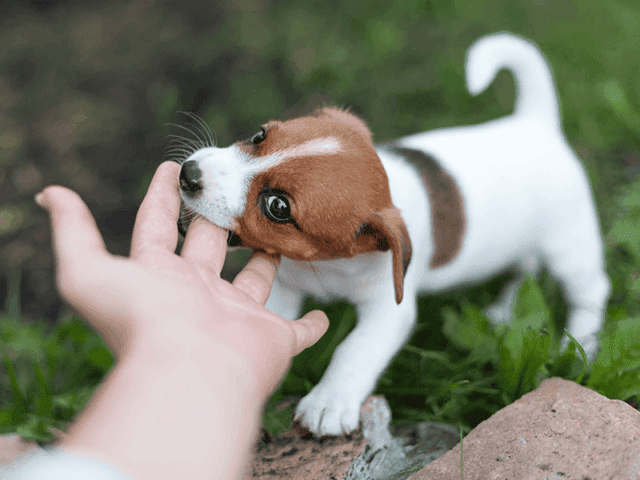 stop-puppy-biting-640x480