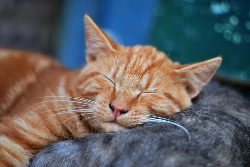 can i board my cat without stressing them out?